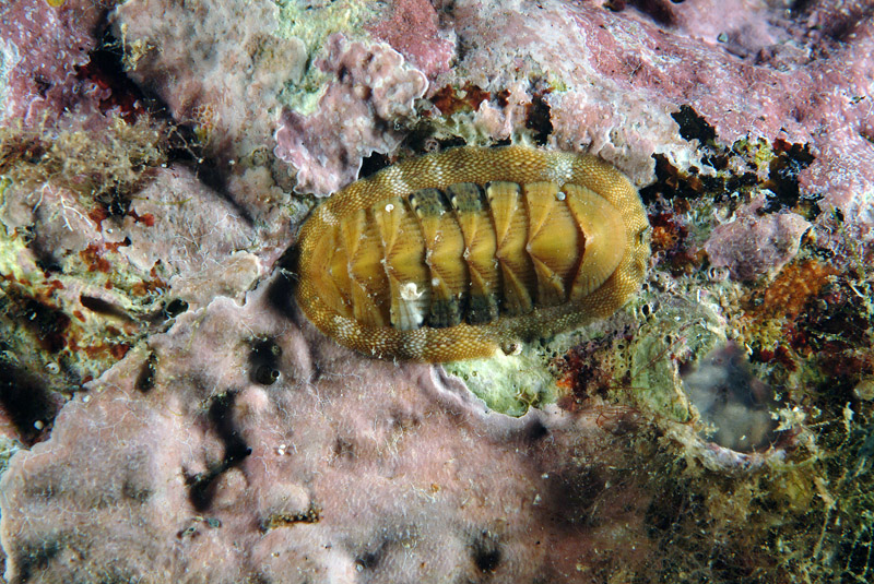 Piccoli di Chiton olivaceus